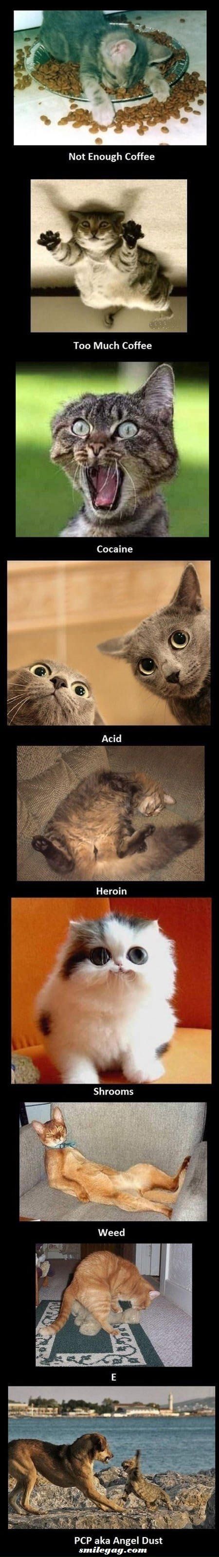 Cats on drugs