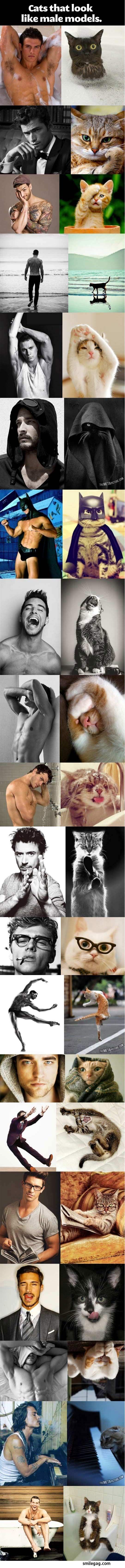 Cats that look like male models