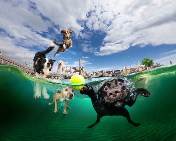 Dogs Who Love to Swim