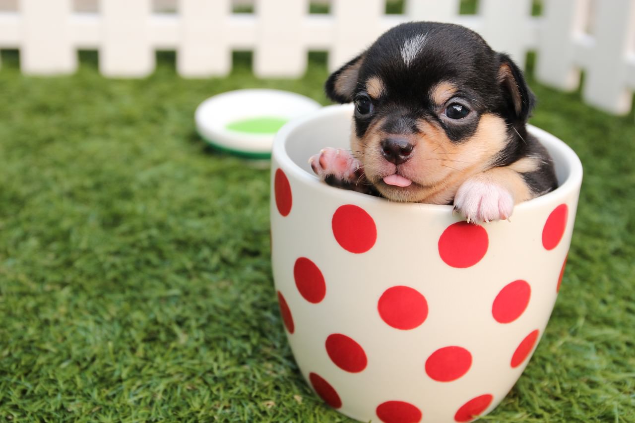Cute puppy mug