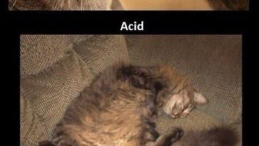 Cats on drugs