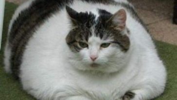 fat cat 7