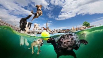 Dogs Who Love to Swim